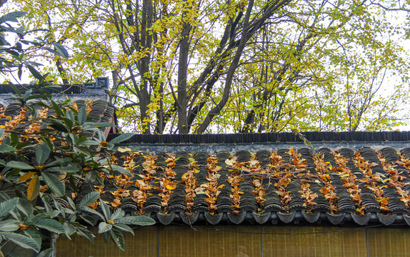 屋顶上的落叶