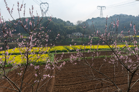 春天桃花