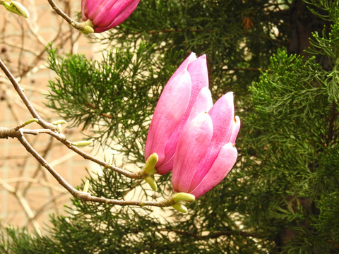 春天紫玉兰摄影