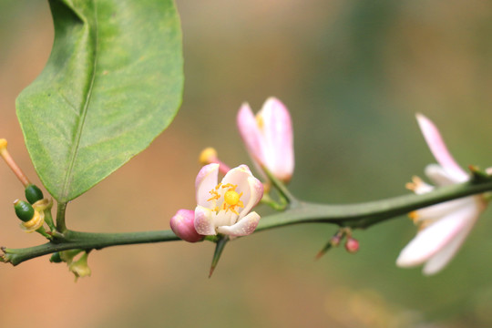 柠檬花开