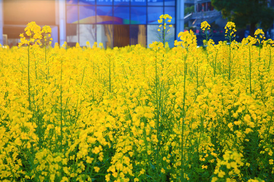 油菜花