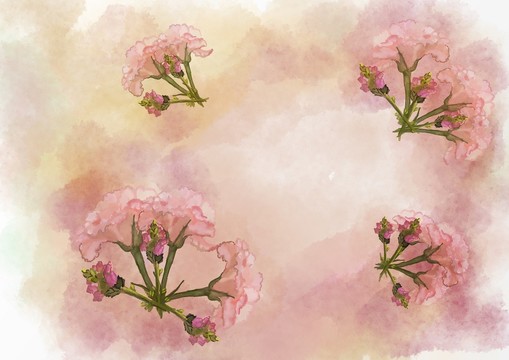 水彩风康乃馨花卉边框背景