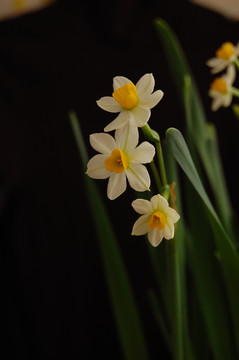 水仙花