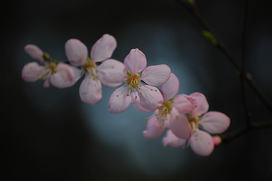 桃花