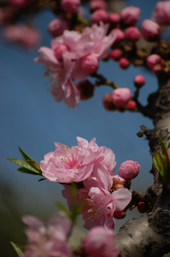 粉色桃花