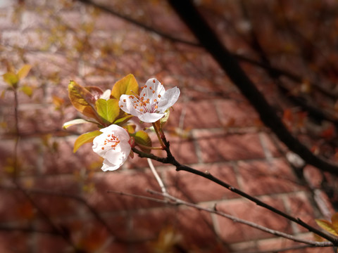 红叶李