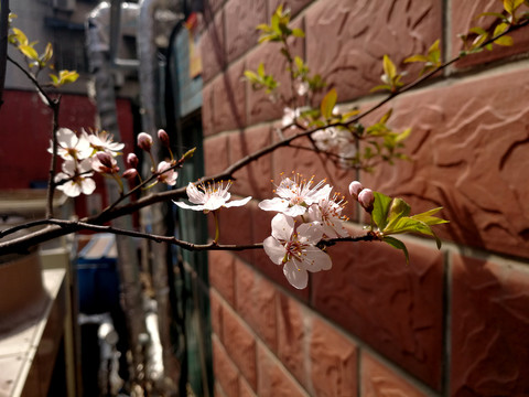 红叶李