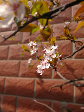 红叶李