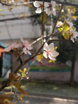 红叶李