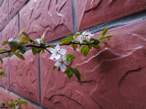 红叶李