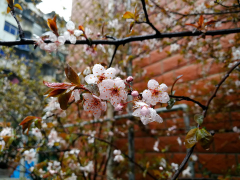 红叶李