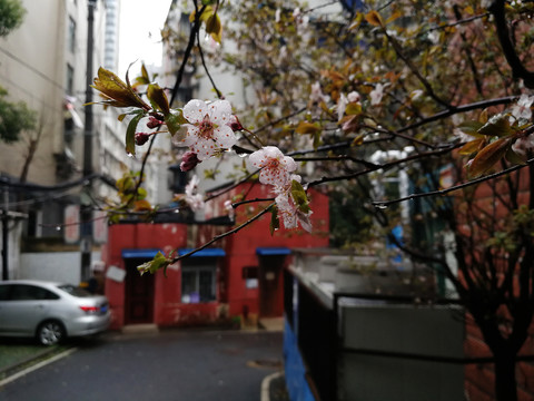 红叶李