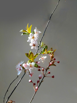 红叶李