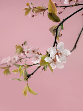 红叶李