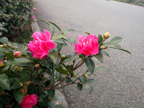茶花