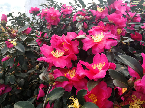 茶花
