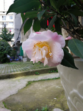 茶花