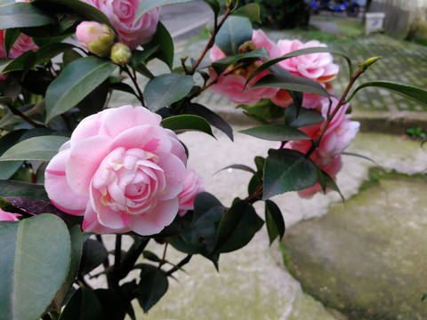 茶花