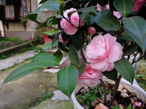 茶花