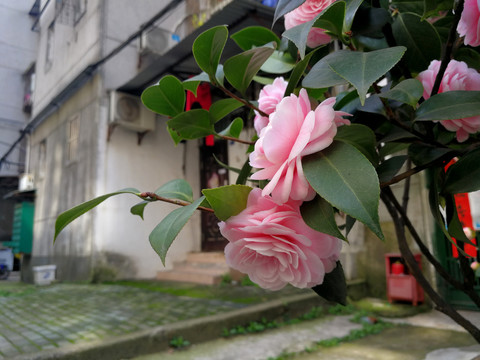 茶花