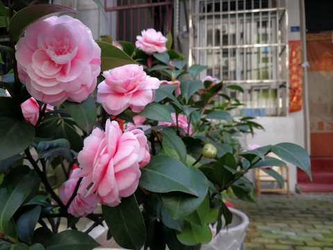 茶花