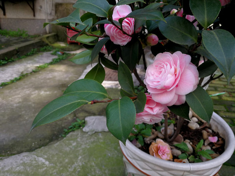 茶花