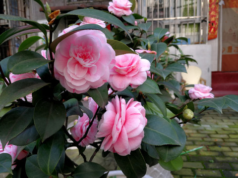 茶花