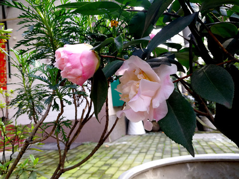 茶花