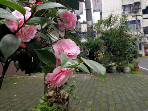 茶花