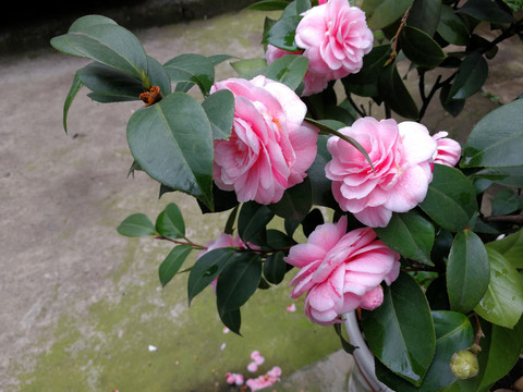 茶花
