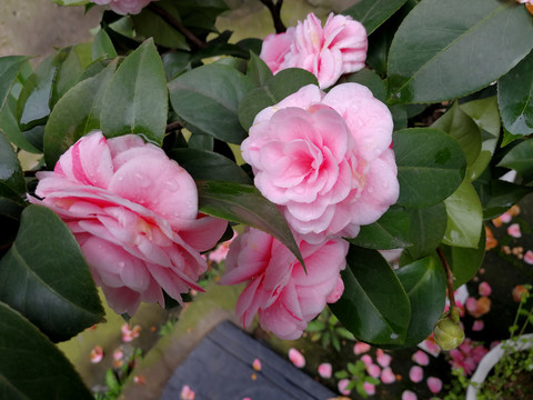 茶花