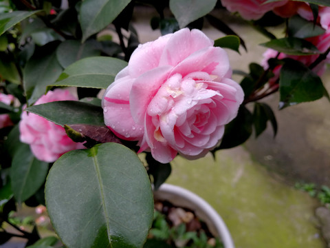 茶花