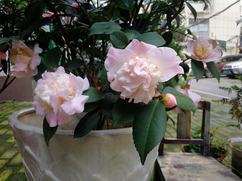 茶花