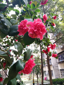 茶花
