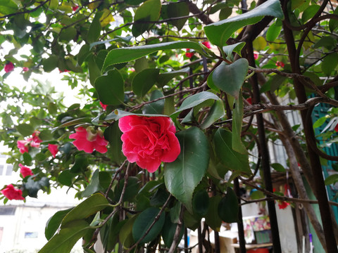 茶花