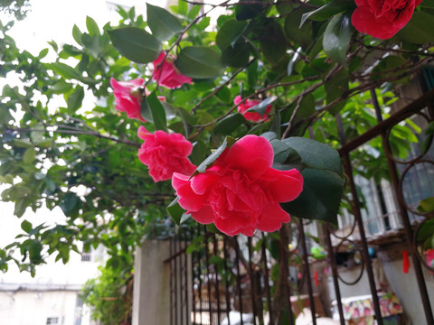 茶花