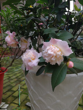 茶花
