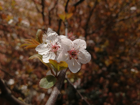 红叶李