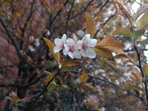 红叶李