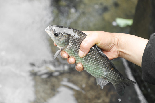 野生鲫鱼