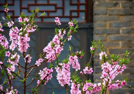 桃花