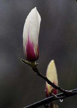 玉兰花