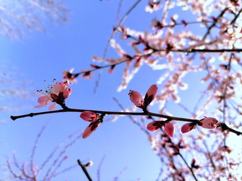 杏花花枝花蕾