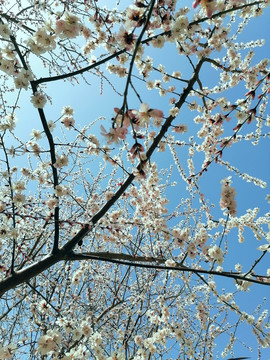 繁花似锦