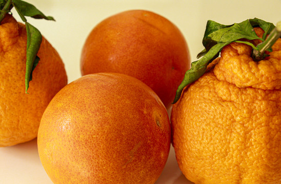 血橙和丑橘