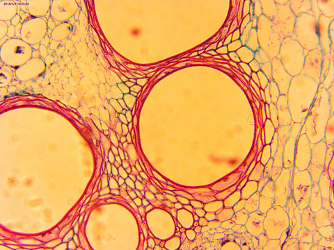 显微镜下生物细胞组织