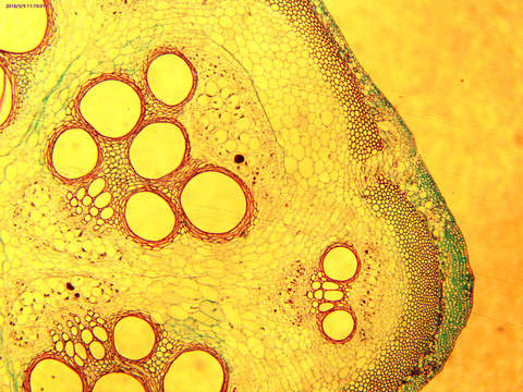 显微镜下生物细胞组织