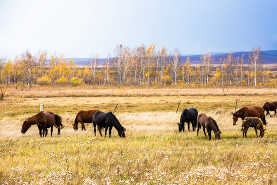 秋季草原田野吃草的马群