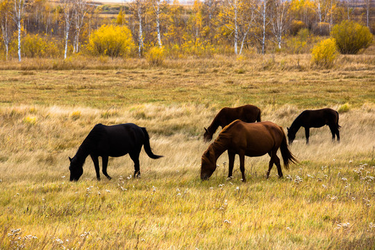 秋季草甸吃草的马群