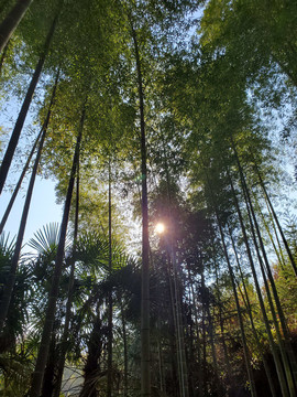 阳光照进竹林